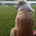 Supreme Softness! Chic Round Plush Rug for Modern Living photo review