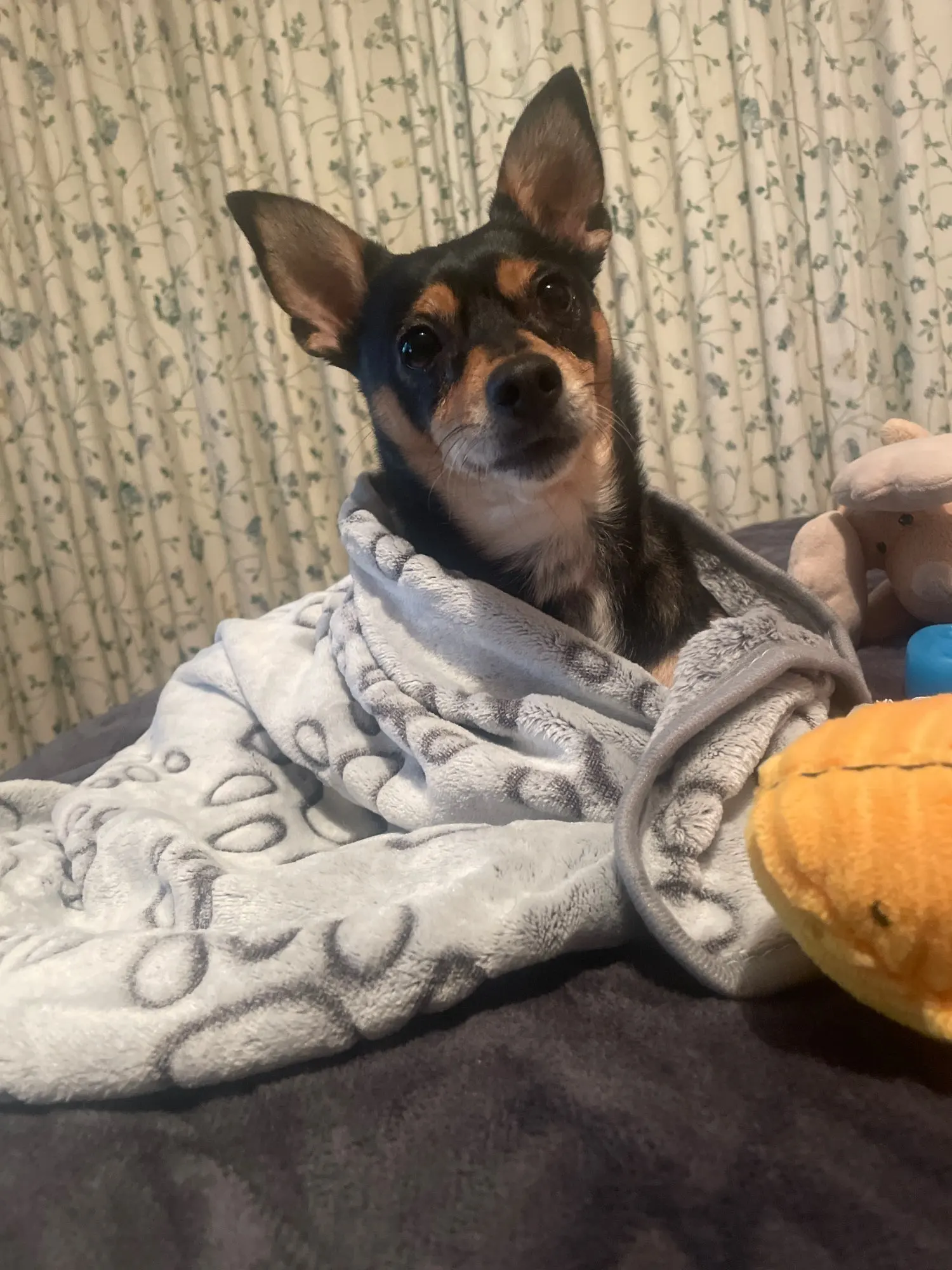Luxurious Flannel Dog Blanket – Soft, Cozy & Washable! photo review