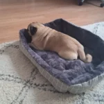 Cozy Pet Bed Mat for Dogs & Cats - Ultimate Comfort Nest photo review