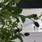 Elevate Your Decor: 120-180 CM Olive Tree Branch for Any Space photo review