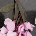 Elegant Magnolia Silk Flower Set - 5 Forks, 20 Heads for Home Decor photo review