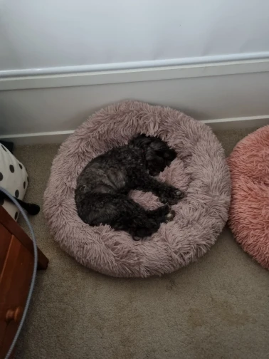 Cozy Round Plush Dog & Cat Bed for Ultimate Warmth & Style photo review