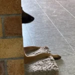 Orthopedic 3 D Foam Dog Bed with Washable Cover & Anti-Slip Base photo review