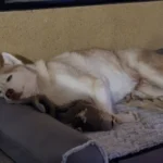 Ultimate Cozy Waterproof Pet Bed for Dogs & Cats - Self-Warming Lounger photo review