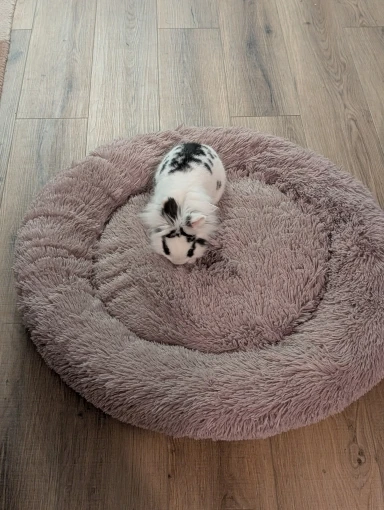 Cozy Round Plush Dog & Cat Bed for Ultimate Warmth & Style photo review