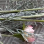 Elegant White Chamomiles Silk Flower - 60 cm Daisy Décor photo review