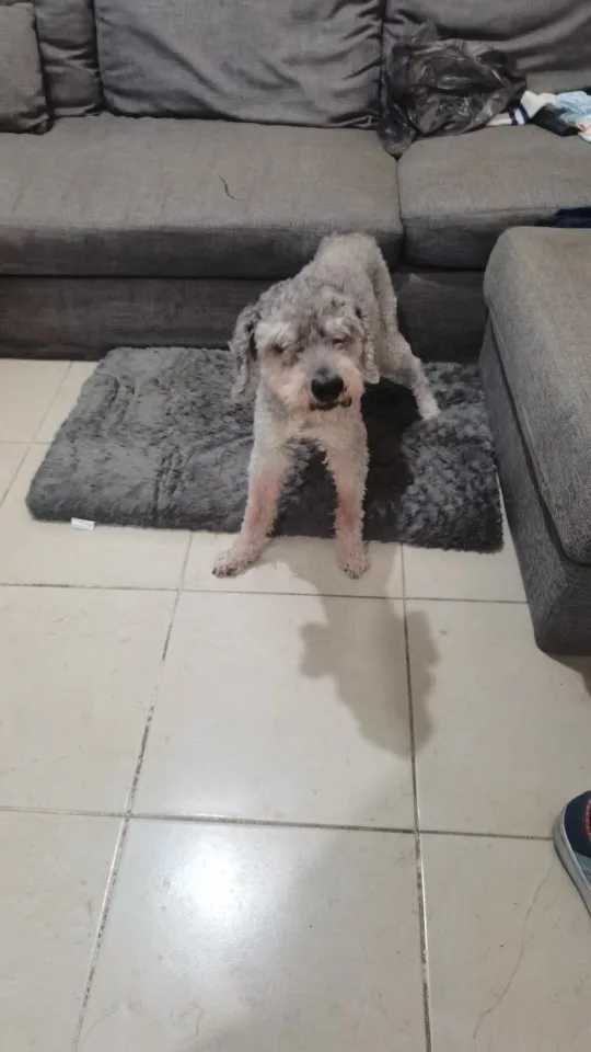 Orthopedic 3 D Foam Dog Bed with Washable Cover & Anti-Slip Base photo review