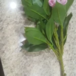 Lifelike Tropical Ficus Tree - No-Maintenance Home Decor photo review