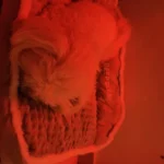 Cozy Cotton Pet Bed with Non-Slip Base for Ultimate Comfort photo review