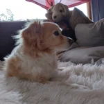 Supreme Softness! Chic Round Plush Rug for Modern Living photo review