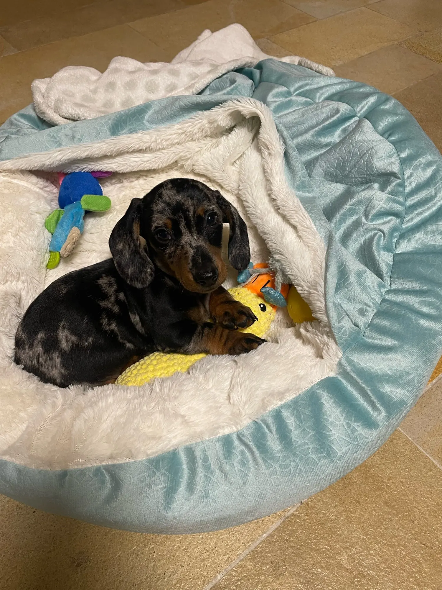 Cozy Orthopedic Pet Bed for Dogs & Cats - Warm Cotton Cushion photo review