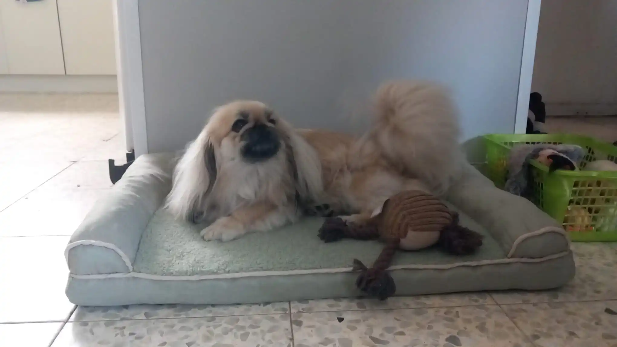 Eco-Friendly Luxury Memory Foam Dog Bed for Deep Sleep Bliss photo review