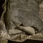 KEMORELA Extra Large Plush Dog Bed - Cozy Comfort for All Breeds photo review