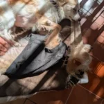 Portable Elevated Dog Bed for Camping & Travel Comfort photo review