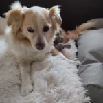 Supreme Softness! Chic Round Plush Rug for Modern Living photo review