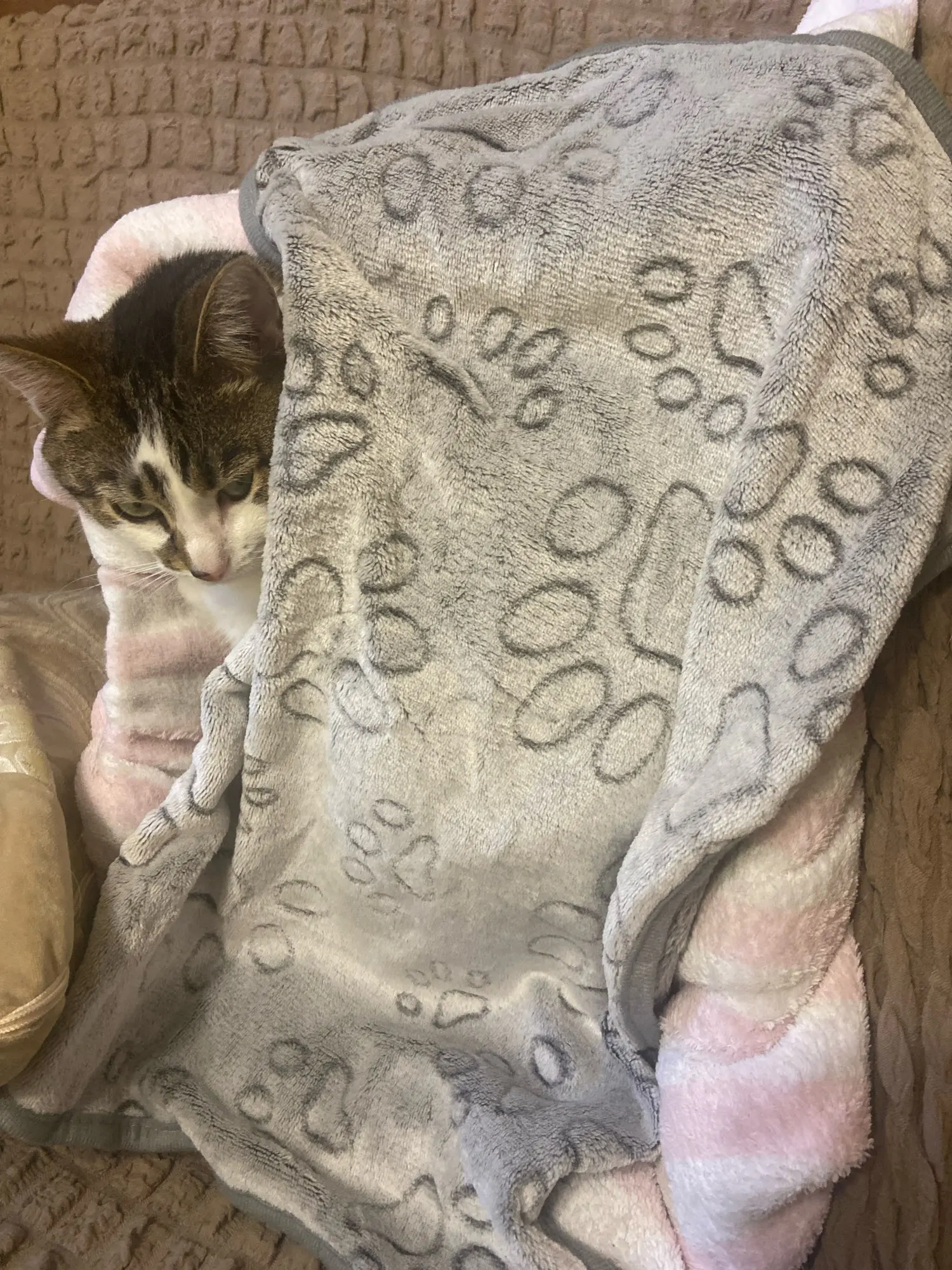 Luxurious Flannel Dog Blanket – Soft, Cozy & Washable! photo review