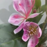 Lifelike Tropical Ficus Tree - No-Maintenance Home Decor photo review