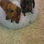 Cozy Round Plush Dog & Cat Bed for Ultimate Warmth & Style photo review