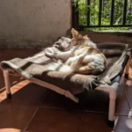 Portable Elevated Dog Bed for Camping & Travel Comfort photo review