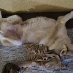 Ultimate Cozy Waterproof Pet Bed for Dogs & Cats - Self-Warming Lounger photo review