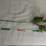 Lifelike Tropical Ficus Tree - No-Maintenance Home Decor photo review