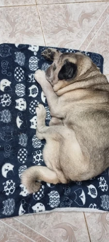 Cozy Flannel Pet Sleeping Mat for Dogs & Cats - 7 Colors Available photo review