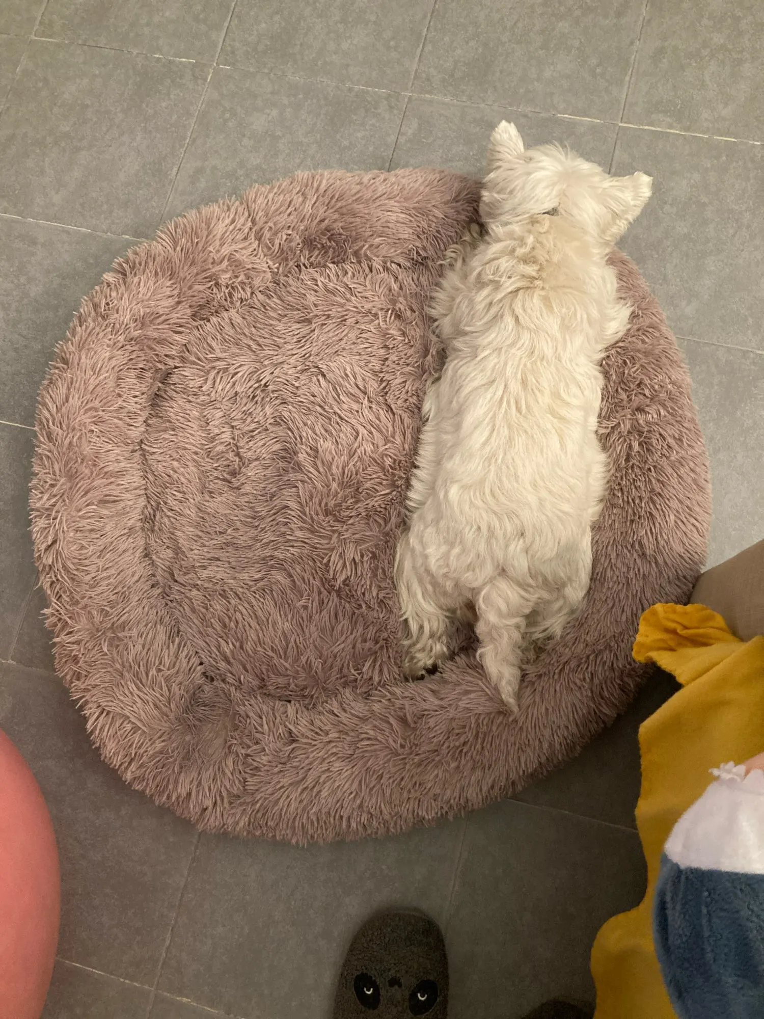 Cozy Round Plush Dog & Cat Bed for Ultimate Warmth & Style photo review