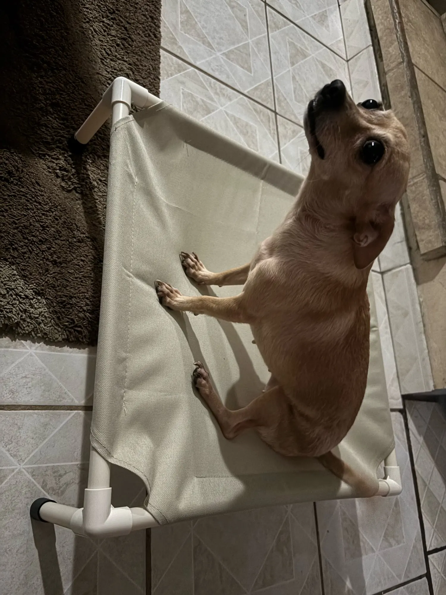 Portable Elevated Dog Bed for Camping & Travel Comfort photo review