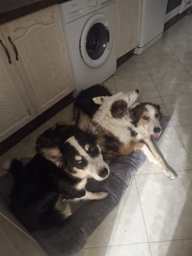 Extra Large Plush Dog Bed - Cozy Sofa for Big Dogs photo review