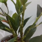 Lifelike Tropical Ficus Tree - No-Maintenance Home Decor photo review