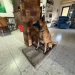 Orthopedic 3 D Foam Dog Bed with Washable Cover & Anti-Slip Base photo review