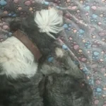 Cozy Flannel Pet Sleeping Mat for Dogs & Cats - 7 Colors Available photo review