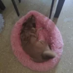 Cozy Round Plush Dog & Cat Bed for Ultimate Warmth & Style photo review