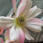 Elegant White Chamomiles Silk Flower - 60 cm Daisy Décor photo review