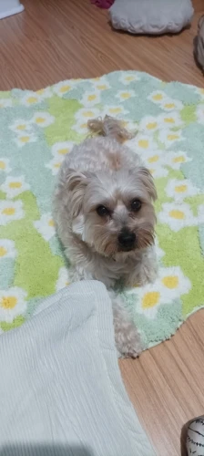 Flower Special-shaped Tufting Rug Carpet Soft Fluffy Tufted Doormat Sofa Area Rug Foot Pad Silicone Anti-skid Back Door Mat photo review