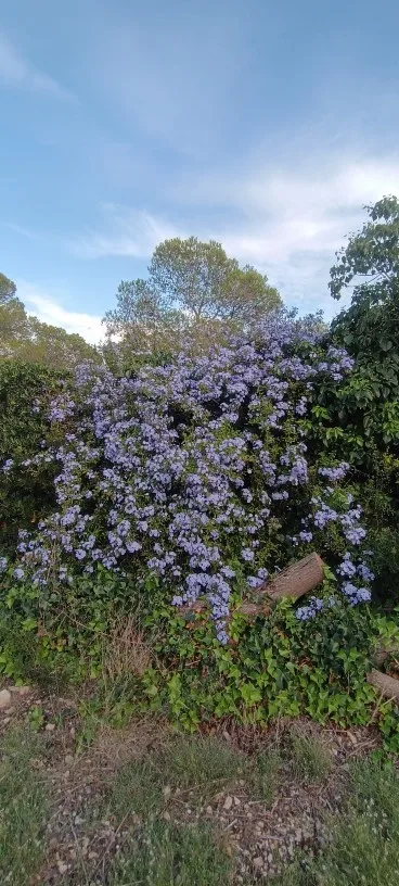 Lifelike 60-103 cm Faux Monstera & Pothos for Any Space photo review