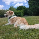 Supreme Softness! Chic Round Plush Rug for Modern Living photo review