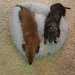 Cozy Round Plush Dog & Cat Bed for Ultimate Warmth & Style photo review