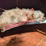 Portable Elevated Dog Bed for Camping & Travel Comfort photo review