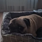 Cozy Pet Bed Mat for Dogs & Cats - Ultimate Comfort Nest photo review