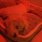 Cozy Cotton Pet Bed with Non-Slip Base for Ultimate Comfort photo review