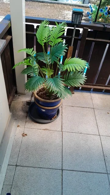 Lifelike 24-Leaf Areca Palm Duo for Effortless Decor Upgrade photo review