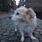 Supreme Softness! Chic Round Plush Rug for Modern Living photo review