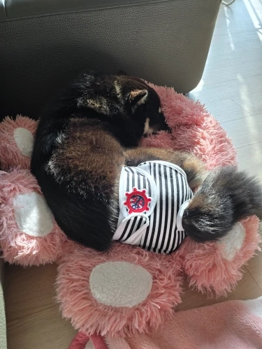 Cozy Bear Paw Pet Bed - Fluffy Comfort for All Sizes photo review