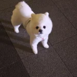 Round Rug Living Room Carpet Soft Bedroom Bedside Floor Mat Plants Flowers French Retro Anti-slip Carpets Home Ddecoration Tapis photo review