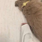 Cream Style Carpets for Living Room Luxury Bedroom Decor Stripe Carpet Irregular Shape Plush Rug Fluffy Soft Washable Thick Mat photo review