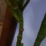 Lifelike Tropical Ficus Tree - No-Maintenance Home Decor photo review