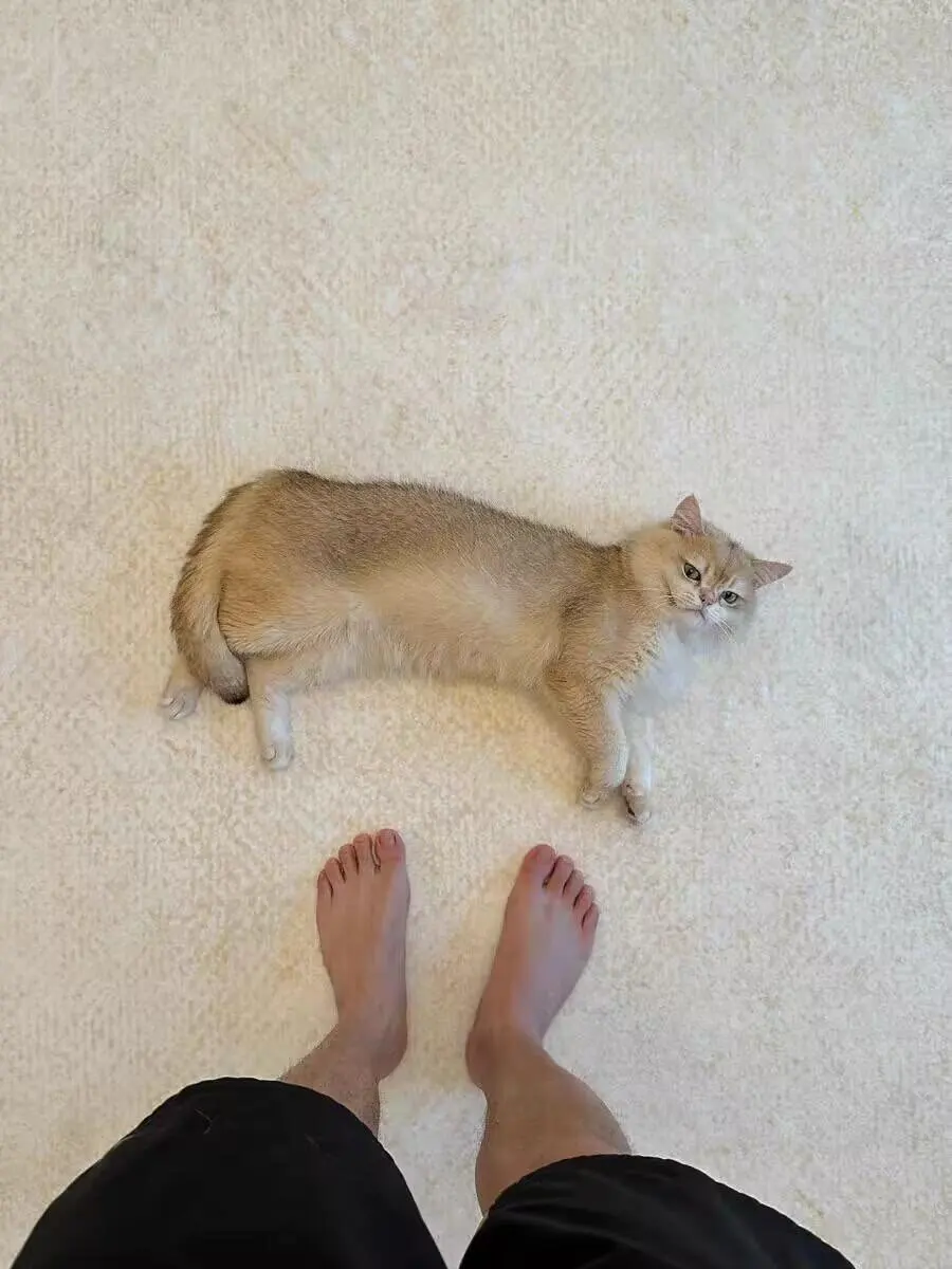 Light Luxury Striped Living Room Rug - Soft Washable Polyester photo review