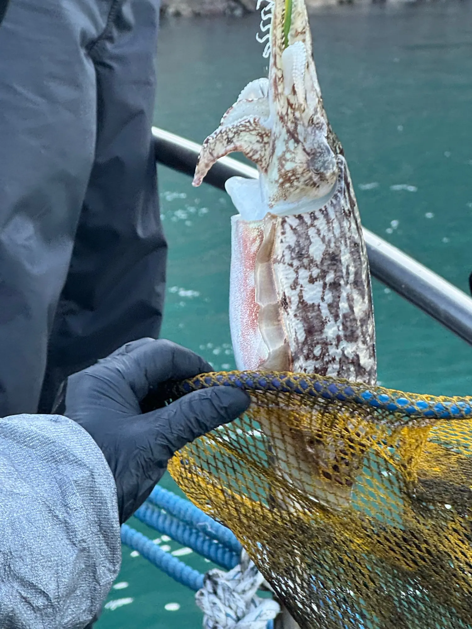 KEMORELA Extra Large Plush Dog Bed - Cozy Comfort for All Breeds photo review