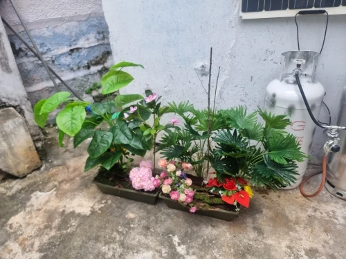 Lifelike Tropical Ficus Tree - No-Maintenance Home Decor photo review